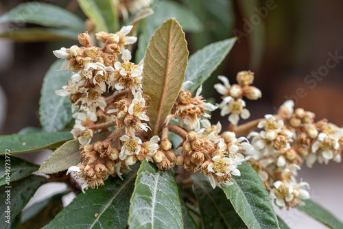 Принти на полотні Japanese loquat flowers in detail, blooming of Eriobotrya japonica