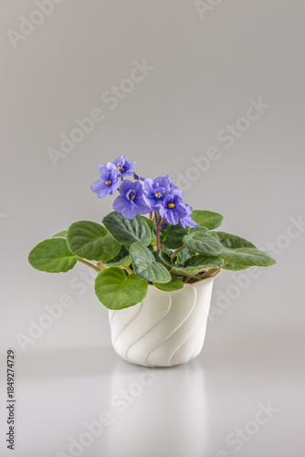 Wallpaper Mural A lush, blooming violet graces its pot, its purple petals a vibrant contrast against the soft gray. Delicate leaves and a sculpted pot add an artistic touch. Torontodigital.ca