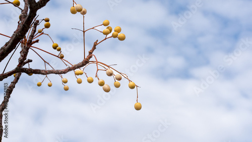 Fruit of the Chinaberry Tree (Melia azedarach)