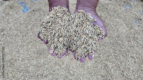 Harvested grains and seeds held in hands reveal texture and color, capturing essence of agriculture, importance of crops, and their role in food production and farming