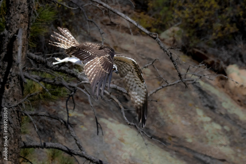 Osprey in Flight