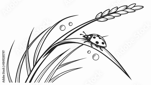 Black and white illustration of a ladybug on a blade of grass.