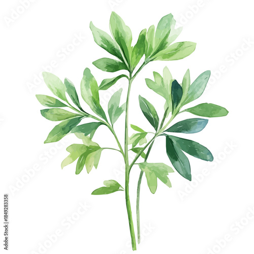 A vectorized, Hand-painted style, vector set available in EPS An Elegant watercolor painting design collection_Watercolor_style_painting_of_a_woodruff_plant