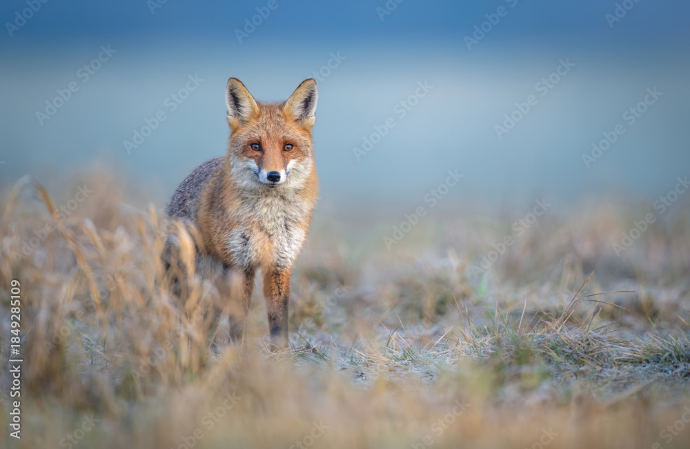 Naklejka premium Red fox ( Vulpes vulpes ) in winter scenery