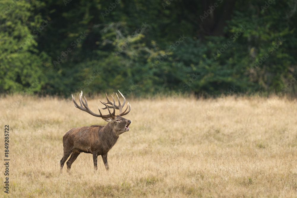 Fototapeta premium Deer male buck ( Cervus elaphus ) during rut