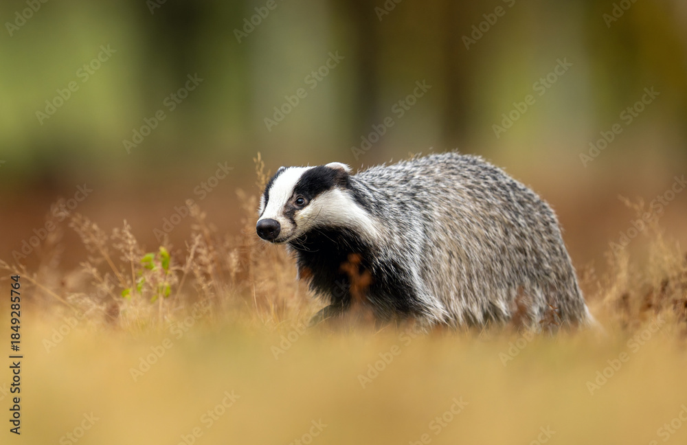 Fototapeta premium Badger close up ( Meles meles )