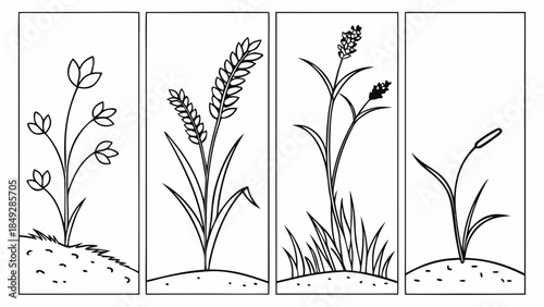 Four stages of plant growth illustrated in black and white.