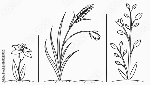 Line Art Botanical Illustrations: Diverse Plants Including Flower, Grain, and Leafy Stem Designs