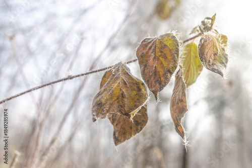 Wallpaper Mural Close-up of frozen leaves on a branch. The leaves are brown and yellow and covered in frost. The background is blurred with light and trees in the distance, winter scene. Torontodigital.ca
