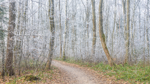 A serene winter scene captures a woodland path winding through a forest where the trees and branches are adorned with a delicate frost, creating a magical winter wonderland.