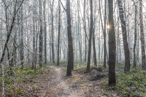 A serene forest scene featuring bare trees in winter, bathed in soft sunlight. The path is covered with fallen leaves. The trees are covered in ice, which creates a magical and tranquil atmosphe
