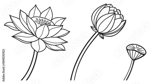 Lotus flower life cycle line art drawing: bloom, bud, and seed pod botanical illustration