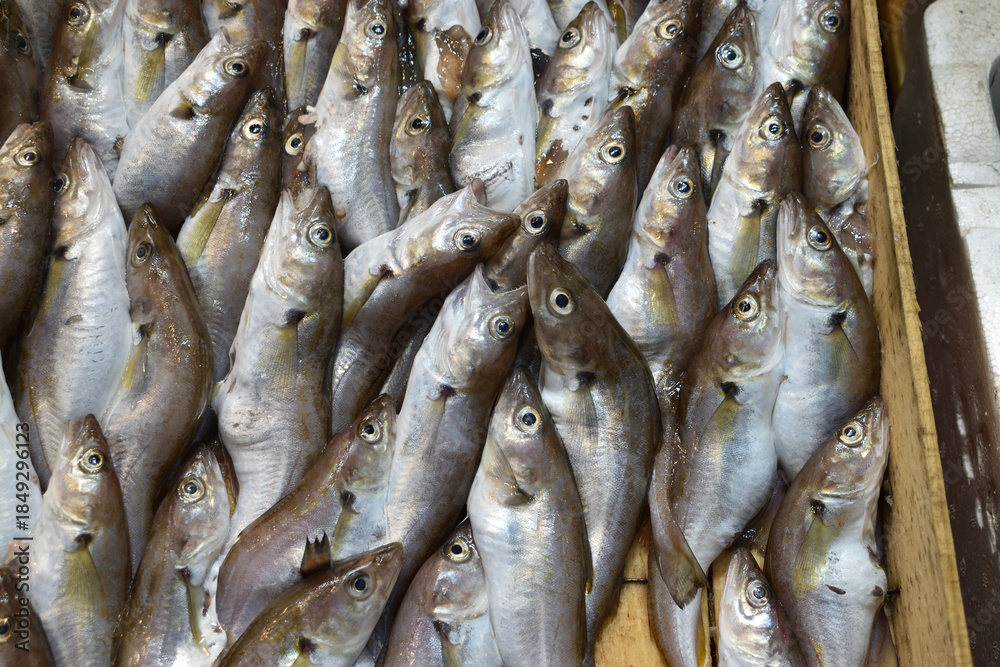Obraz premium Fresh whiting fish displayed in vertical arrangement at market.