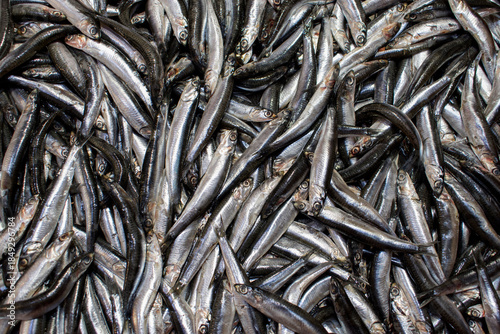 Fresh European anchovies piled together at fish market.