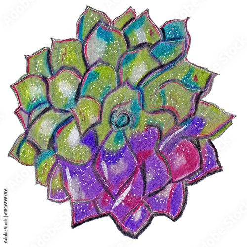 Hand-Drawn Succulent Plant