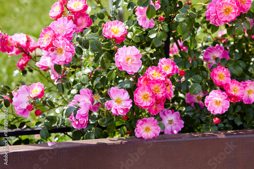 Beautiful summer briar twig (rosehip) in city park