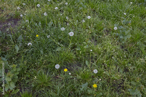 White fluffy dandelions on a background of green grass at spring. Dandelion flowers with flying feathers