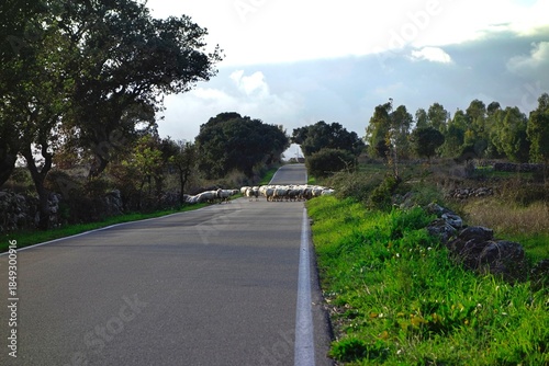 Sheep walking along a rural road on Sardinia Island near Macomer, Nuoro, Italy