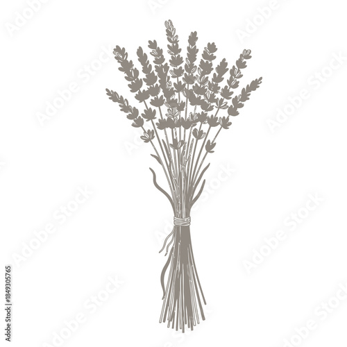 A bundle of lavender flowers tied together and standing upright against a plain white background