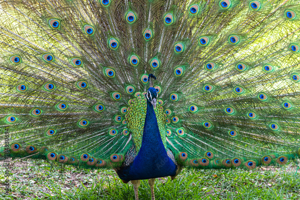 Obraz premium Peacock spreading its spectacular plumage