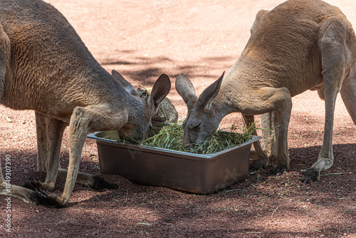 Tableau sur toile Kangaroos at the zoo at lunchtime