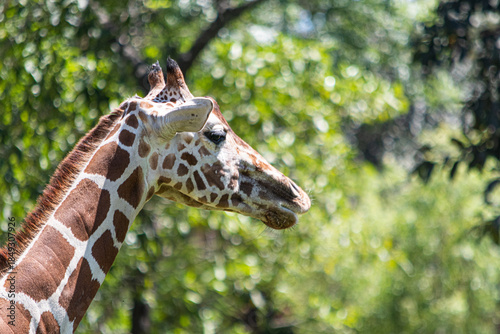 Giraffe neck and head on a sunny day with green trees in the background