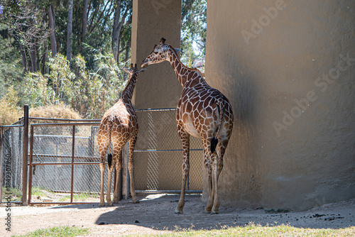 Giraffe walking with her calf on a sunny day looking for the shade of the trees at the zoo