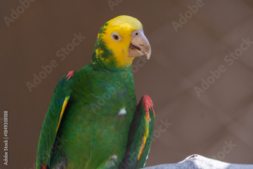 Colorful yellow-headed parrot (Amazona oratrix) in zoo