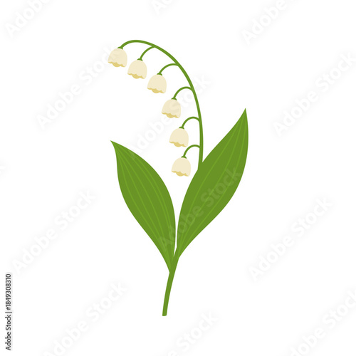 Lily of the valley illustration in flat vector style with delicate white bell flowers and green leaves, lily of the valley symbol of spring, gentle floral element for cards, prints, kids design,