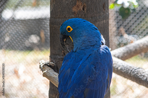 Blue macaw or  Hyacinth macaw, the largest parrot in the world. Blue macaw in captivity at a zoo