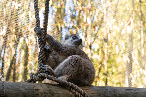 A ringed lemur (Lemur catta) is perched in a tree at a zoo, holding onto a rope.