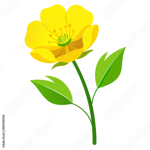 Creative Detailed Meadow Buttercup Vector Illustration | Wildflower Botanical Artwork | Nature Floral Design