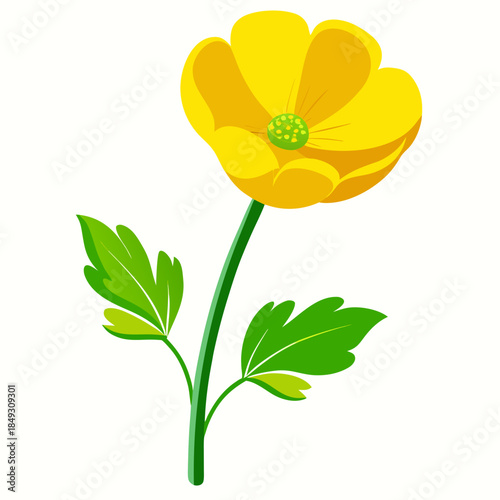 Creative Detailed Meadow Buttercup Vector Illustration | Wildflower Botanical Artwork | Nature Floral Design