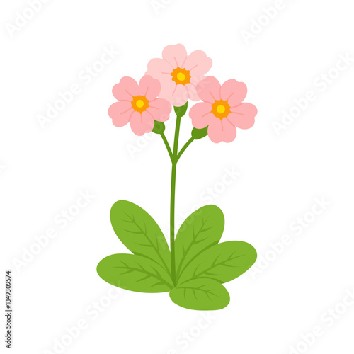 Pink primrose flower illustration in flat vector style with green leaves, spring botanical element for nature design, primrose isolated on white background