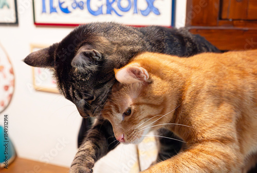 Two Tabby Cats