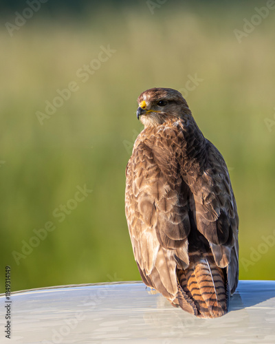 Buzzard. A British bird of prey. Raptor.