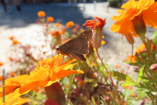 小さい蝶々と花