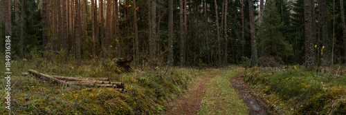 Deep coniferous forest with a road. Beautiful photo of a natural autumn dense spruce-pine mossy woodland landscape. Picturesque side view. Widescreen panorama in 15:5 format