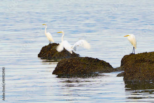 Photography Egrets on the rocks-shenzhen,china