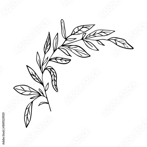 Hand Drawn Minimalist Botanical Sprig. Vector Line Art Branch with Leaves