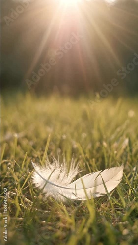 A solitary white feather lies peacefully on green grass, bathed in the warm, golden glow of a slow sun flare during a serene sunrise