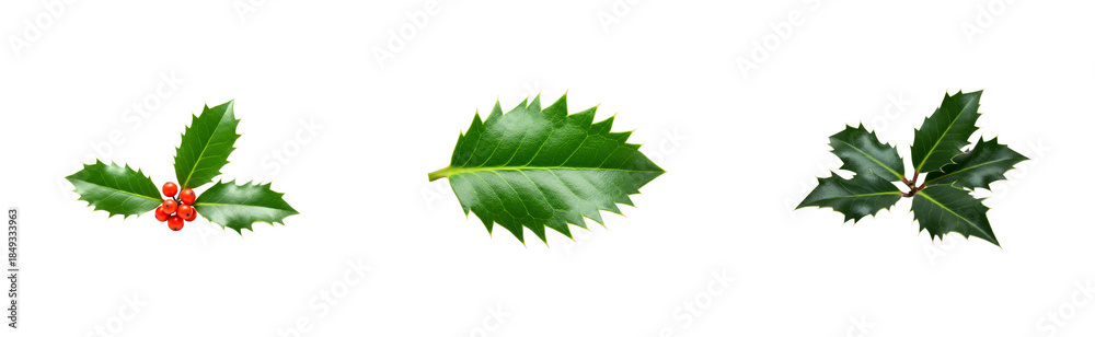 Fototapeta premium Set of three holly plant elements including a sprig with red berries, a single leaf, and a branch, representing a classic winter holiday decoration and festive symbol