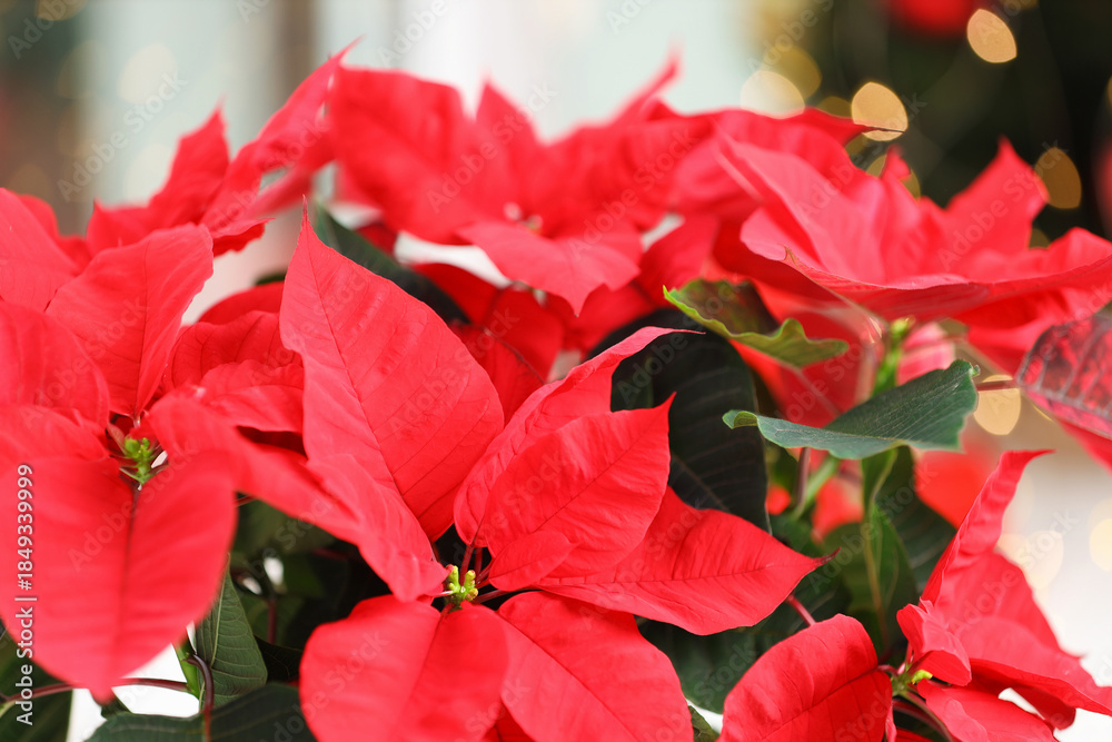 Fototapeta premium Beautiful red poinsettia (Christmas flower) against blurred lights, closeup