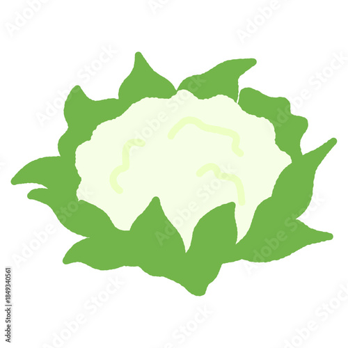 手書き風のシンプルアイコンイラスト　カリフラワー