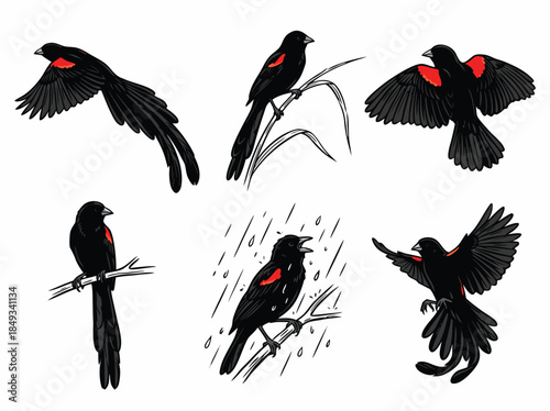 Collection of Red-Winged Blackbirds in Various Poses.
