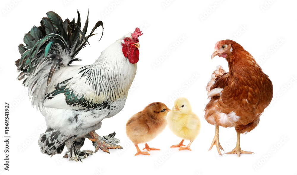 Fototapeta premium Rooster, hen and chicks on white background. Animal family