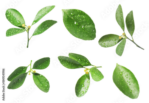 Citrus plant. Set of green leaves isolated on white