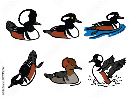 Collection of Six Hooded Merganser Ducks in Various Poses.