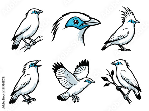 Collection of Six Illustrations of Bali Myna Birds in Various Poses.