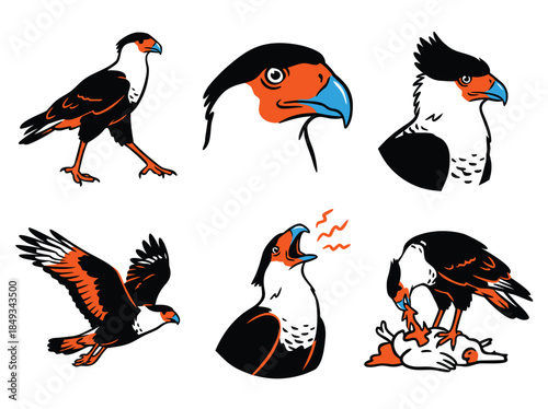 Collection of Six Illustrations of a Caracara Bird in Various Poses.
